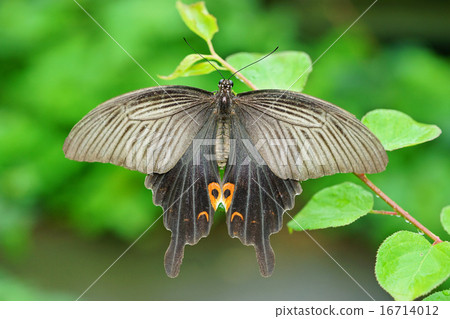 Black Swallowtail Black Swallowtail 16714012