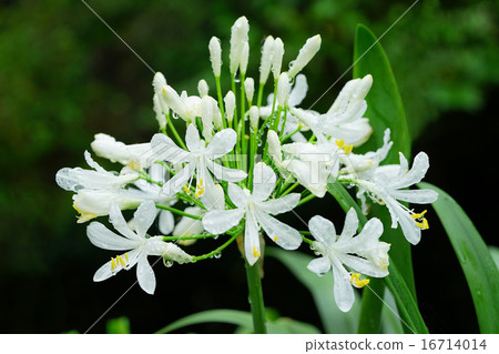 White abacanthus 16714014