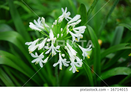 White abacanthus White abacanthus 16714015