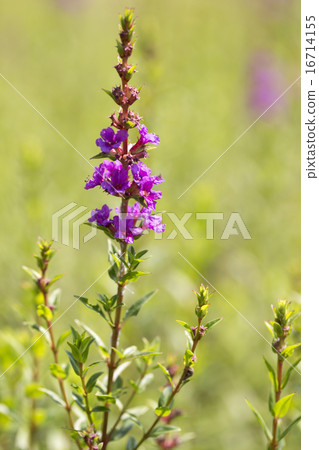 Lythrum Lythrum 16714155