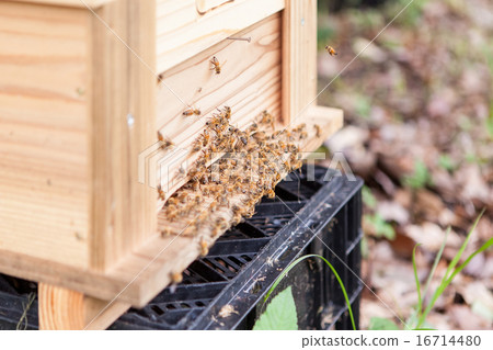 Honey bee Honey bee 16714480