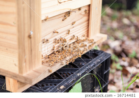 Honey bee Honey bee 16714481