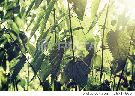 Urtica dioica, often called common nettle or stinging nettle Urtica dioica, often called common nettle or stinging nettle 16714660