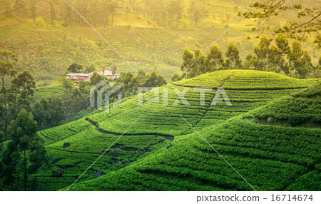 Tea fields in the mountain area 16714674