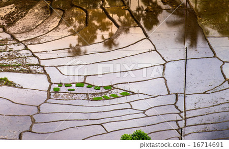 beautiful paddy field in the morning in Sri Lanka 16714691