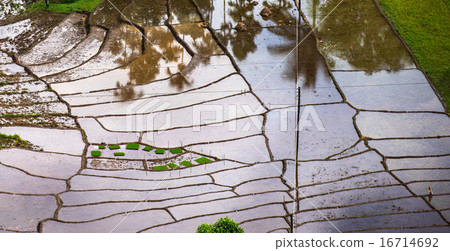 beautiful paddy field in the morning in Sri Lanka 16714692