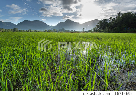 beautiful paddy field in the morning in Sri Lanka 16714693