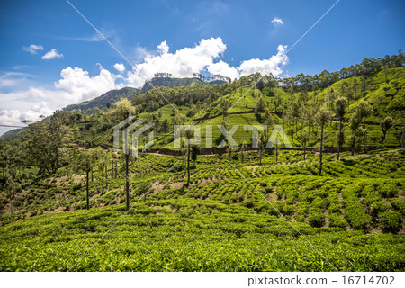 Beautiful tea estate in srilanka Beautiful tea estate in srilanka 16714702