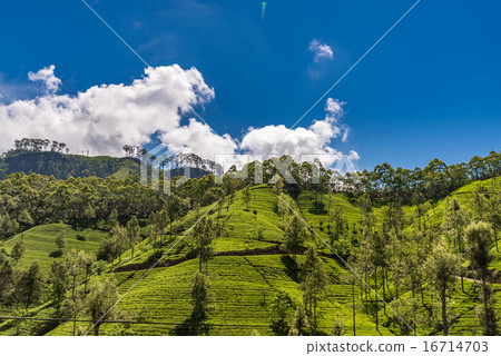 Beautiful tea estate in srilanka 16714703
