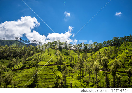 Beautiful tea estate in srilanka 16714704
