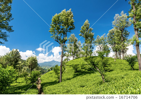 Beautiful tea estate in srilanka 16714706