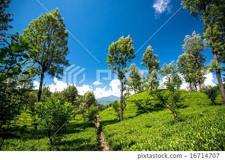 Beautiful tea estate in srilanka 16714707