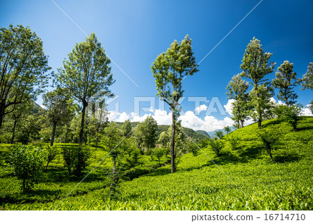 Beautiful tea estate in srilanka 16714710