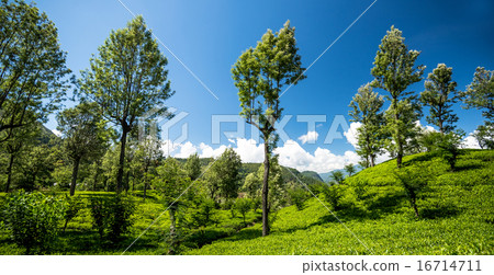 Beautiful tea estate in srilanka 16714711