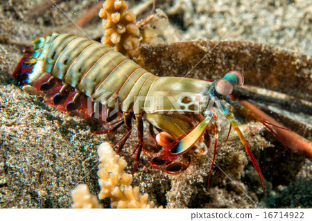Mantis Lobster defending eggs 16714922