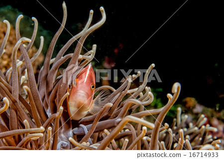 Clown fish inside green anemone 16714933