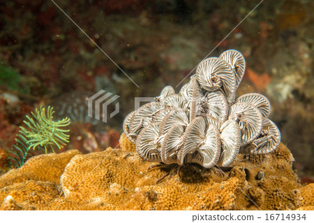 crinoid underwater while diving 16714934