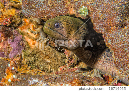 Eel mooray portrait in the nest 16714935