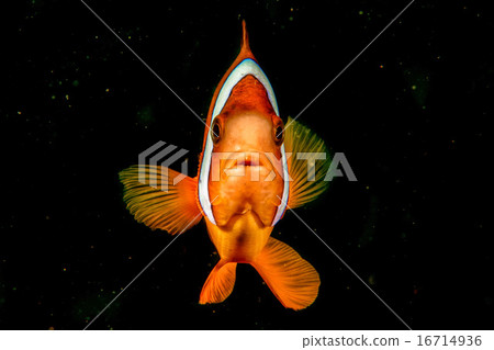 Clown fish while looking at you on the black  16714936