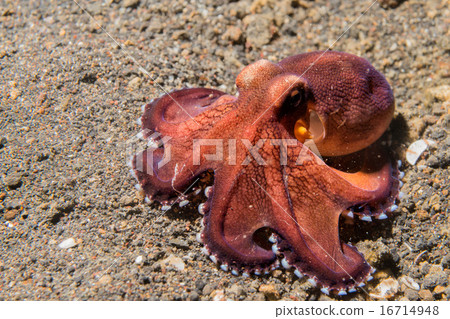 coconut octopus underwater macro portrait on sand 16714948