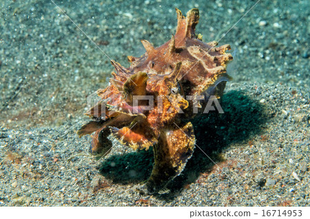 colorful squid cuttlefish flamboyant underwater 16714953