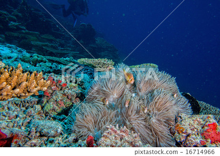 Maldives corals house for clown Fishes Maldives corals house for clown Fishes 16714966