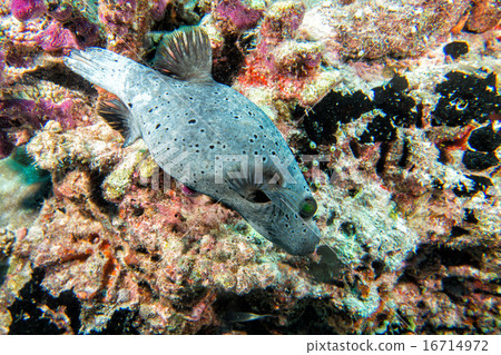 colorful ball puffer fish on the reef background colorful ball puffer fish on the reef background 16714972