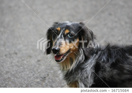 A dog that wants to add a balloon A dog that wants to add a balloon 16715084
