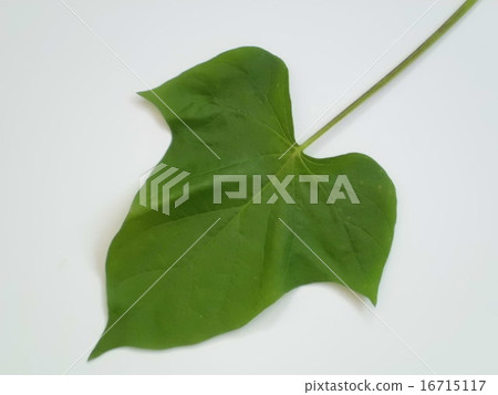 Leaf of morning glory 16715117