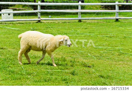 Sheep in green field 16715334