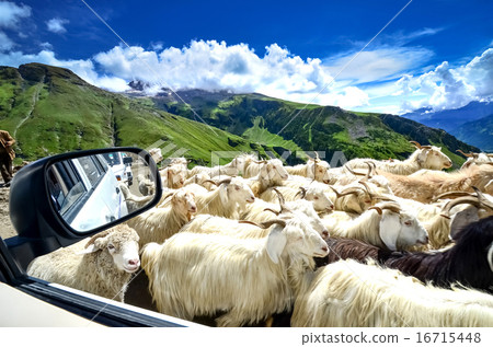 Many goats on the road 16715448