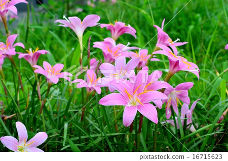 Saffron Moddoki 16715623