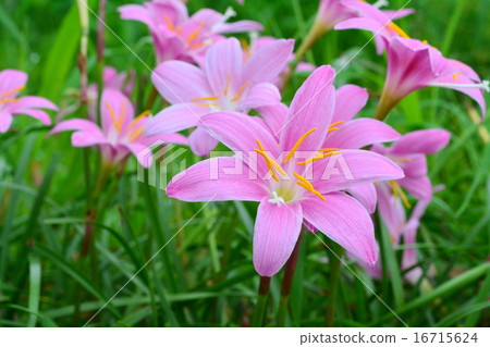 Saffron Moddoki Saffron Moddoki 16715624