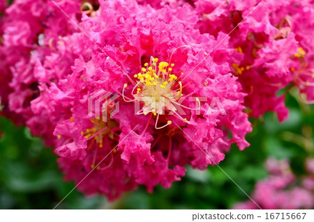 Flower of crape mybs Flower of crape mybs 16715667