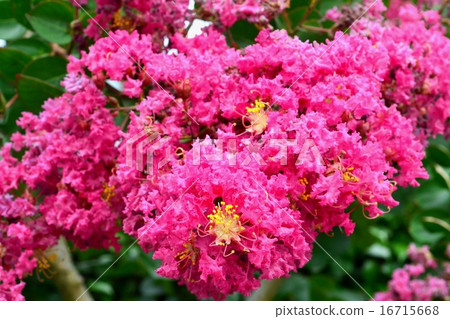 Flower of crape mybs 16715668