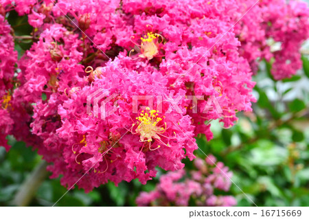 Flower of crape mybs Flower of crape mybs 16715669