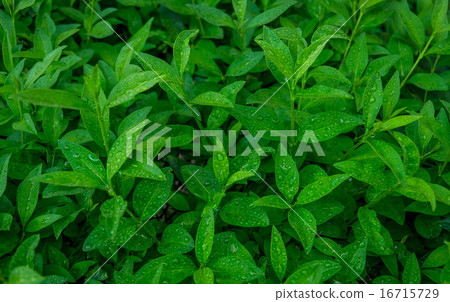 Sprouts of green tea Sprouts of green tea 16715729