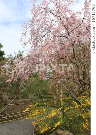 TakaraGenin 16715768