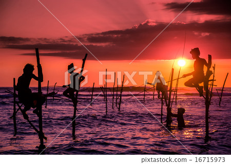 sri lankan traditional fisherman on stick in the I 16715973
