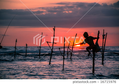 sri lankan traditional fisherman on stick in the I 16715976