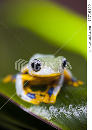 Exotic frog in indonesia, Rhacophorus reinwardtii on colorful background 16716109
