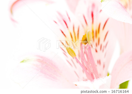Alstroemeria Alstroemeria 16716164