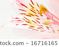 Alstroemeria 16716165