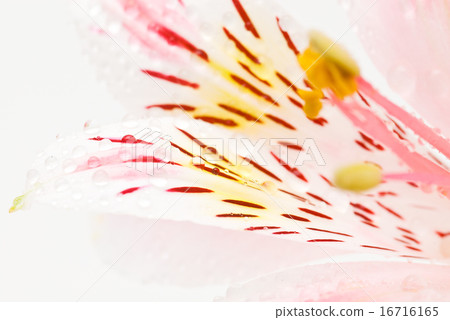 Alstroemeria Alstroemeria 16716165