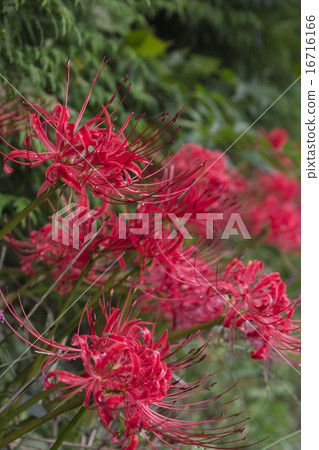 群集孤挺花 群集孤挺花 16716166