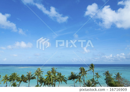 水平線和棕櫚樹 16716909