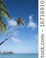 海和棕櫚樹 16716910