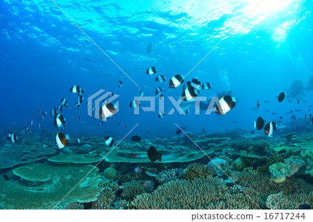 Black pyramid butterfly fish 16717244