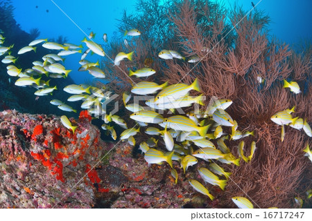 Bengal snapper Bengal snapper 16717247