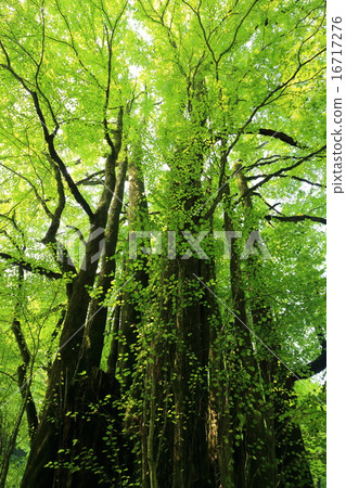 Summer's Sukanawa wig big tree 16717276